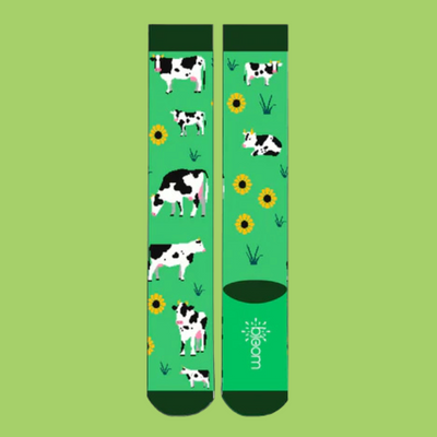Cows Grazing