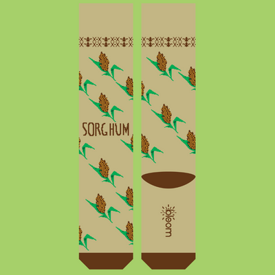 Sorghum